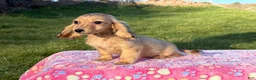 Miniature Dachshund dogs for sale: Cream - Ad 7