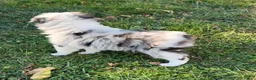 Miniature Australian Shepherd dogs for sale: Sasha - Ad 8