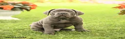 Cane Corso dogs for sale: Dallas - Ad 3