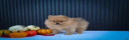 Pomeranian dogs for sale: 🐾 Meet Rosco — A Bouncy Little Ball of Fluff! 🐾 - Ad 6