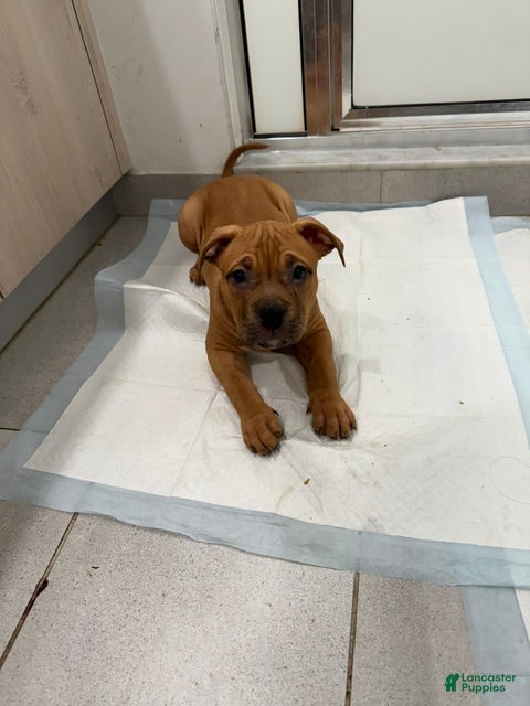 American Bully dogs Puppy 2 Female - Ad 1