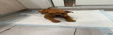 Puppy 2 Female