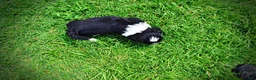 Havapoo dogs for sale: Scout - Ad 10