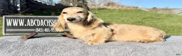 Miniature Dachshund dogs for sale: Cream - Ad 5