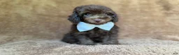 Cavapoo dogs for sale: Chase - Ad 8