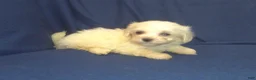 Maltipoo dogs for sale: Peggy Sue - Ad 3