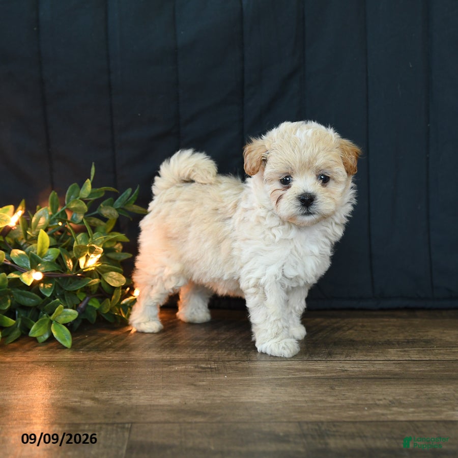 Mixed Breed dogs Maggie - Ad 2