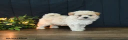 Mixed Breed dogs for sale: Maggie - Ad 2