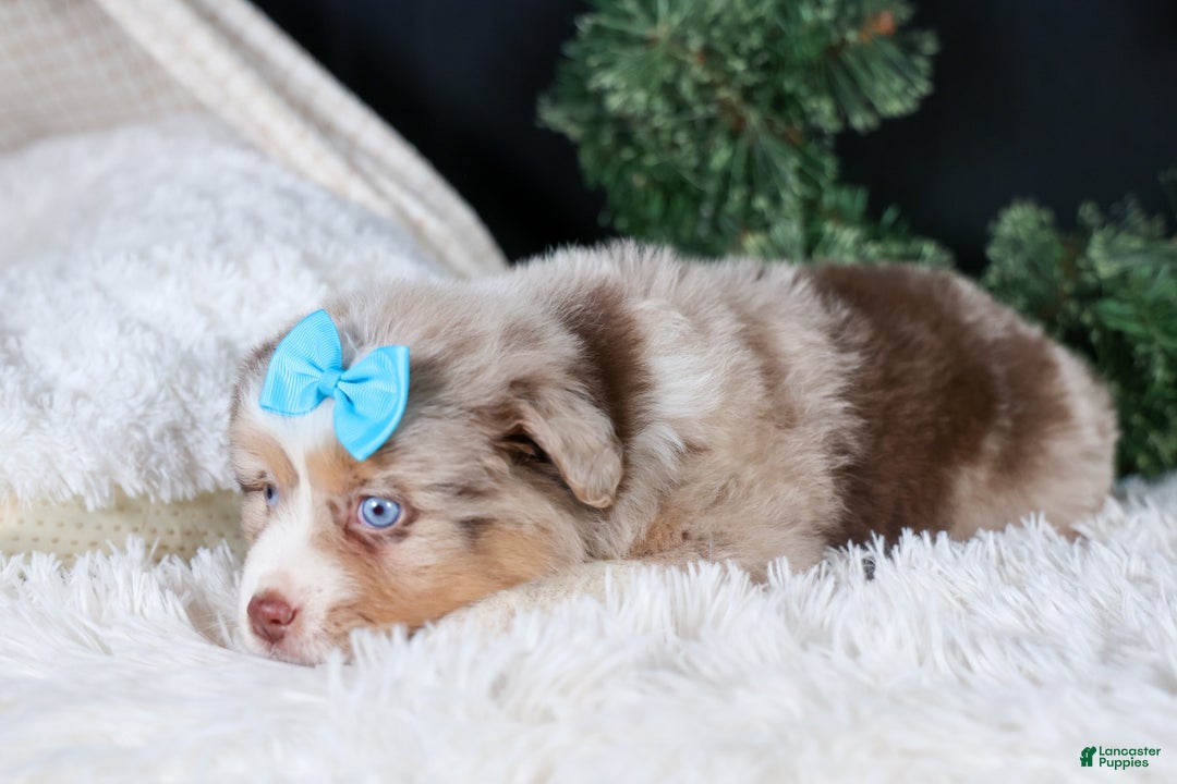 Miniature Australian Shepherd dogs for sale: SCOOTER - Ad 26