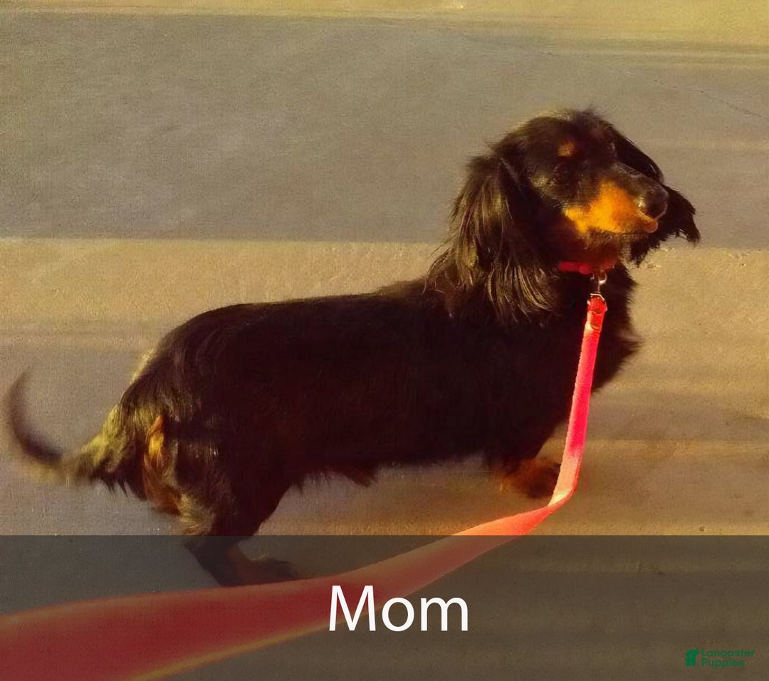 Miniature Dachshund dogs for sale: Betsy - Ad 9