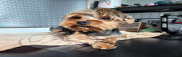 Yorkshire Terrier dogs for sale: Prim Rose - Ad 1