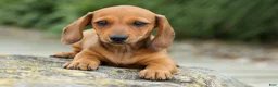 Miniature Dachshund dogs for sale: Sasha 🩷 - Ad 6