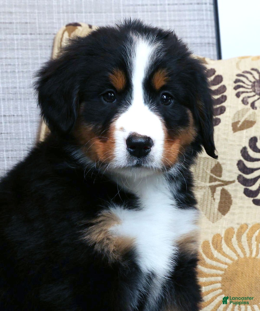Bernese Mountain Dog dogs for sale: Julie - Ad 9