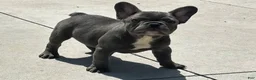 French Bulldog dogs for sale: Comet - Ad 4