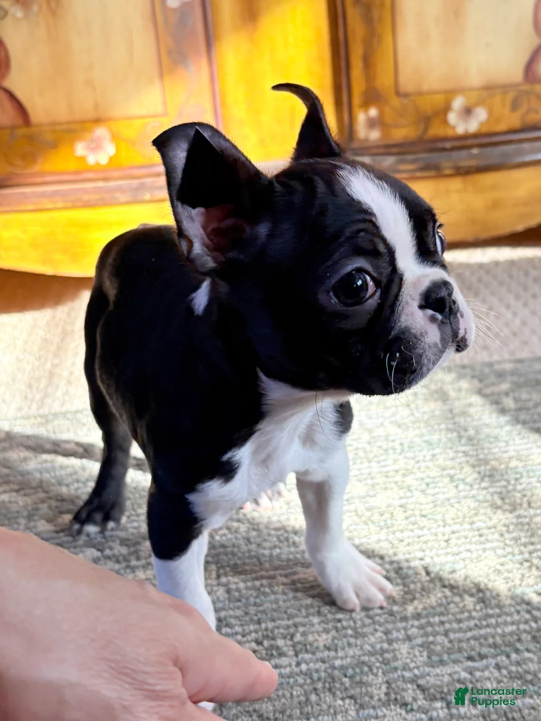 Boston Terrier dogs for sale: Boston Terrier Puppy 1 - Ad 1