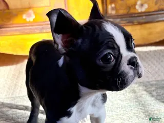 Boston Terrier dogs Boston Terrier Puppy 1 - Ad 1