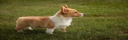 Welsh Corgi Pembroke dogs for sale: Josie Welsh Corgi Pembroke  - Ad 9