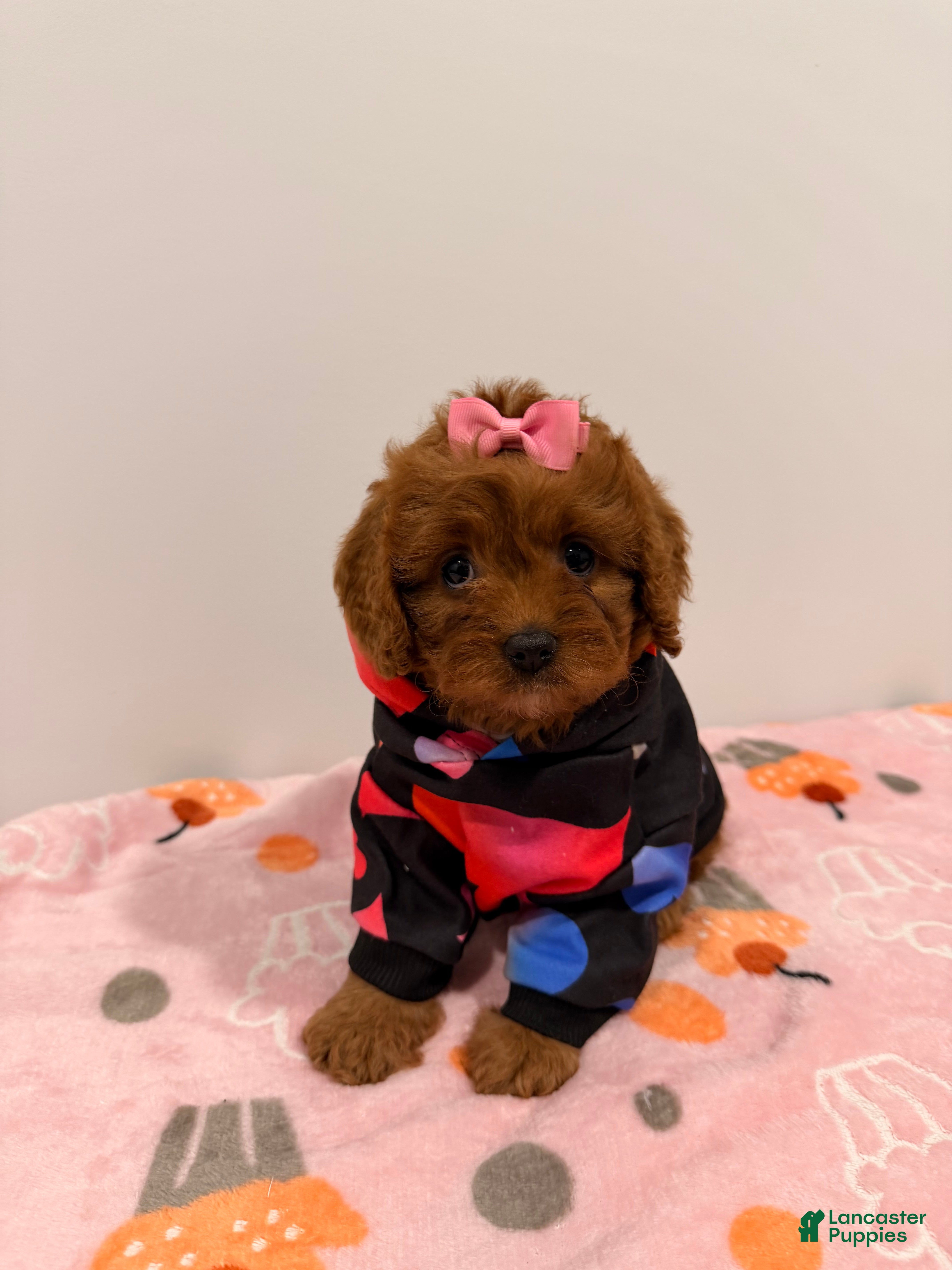 Cavapoo dogs MISS LYLA - Ad 1