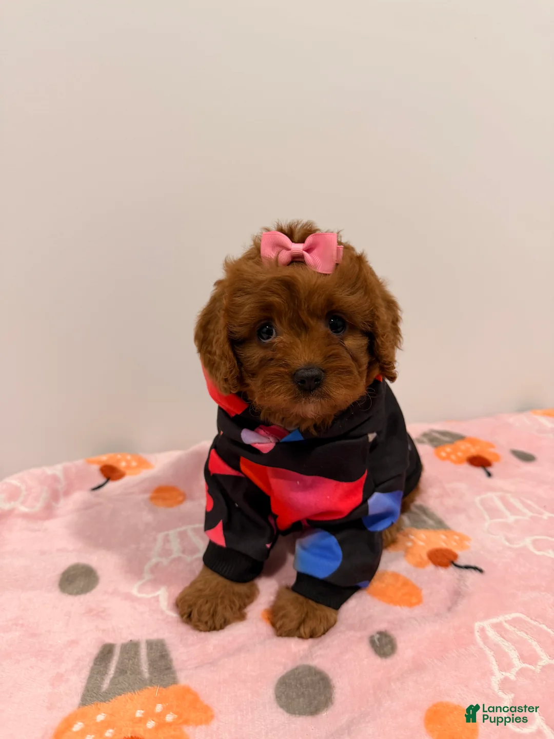 Cavapoo dogs for sale: MISS LYLA - Ad 1