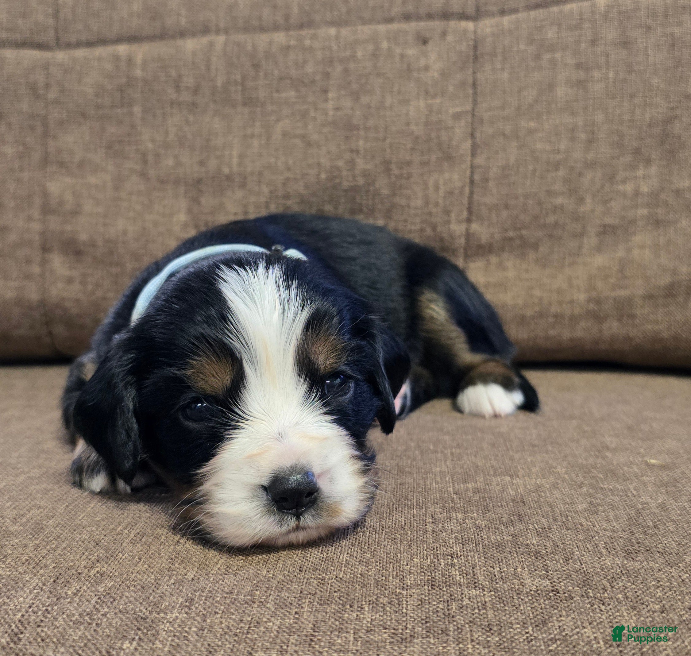 Miniature Bernese Mountain Dog dogs Vienna - Ad 1