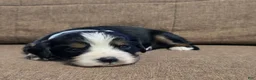 Miniature Bernese Mountain Dog dogs for sale: Vienna [Reserved] - Ad 3