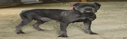 Cane Corso dogs for sale: Bella   - Ad 6