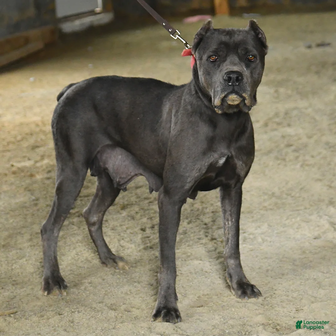 Cane Corso dogs for sale: Bella   - Ad 6