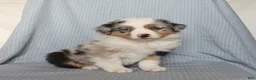 Miniature Australian Shepherd dogs for sale: Charm  - Ad 1