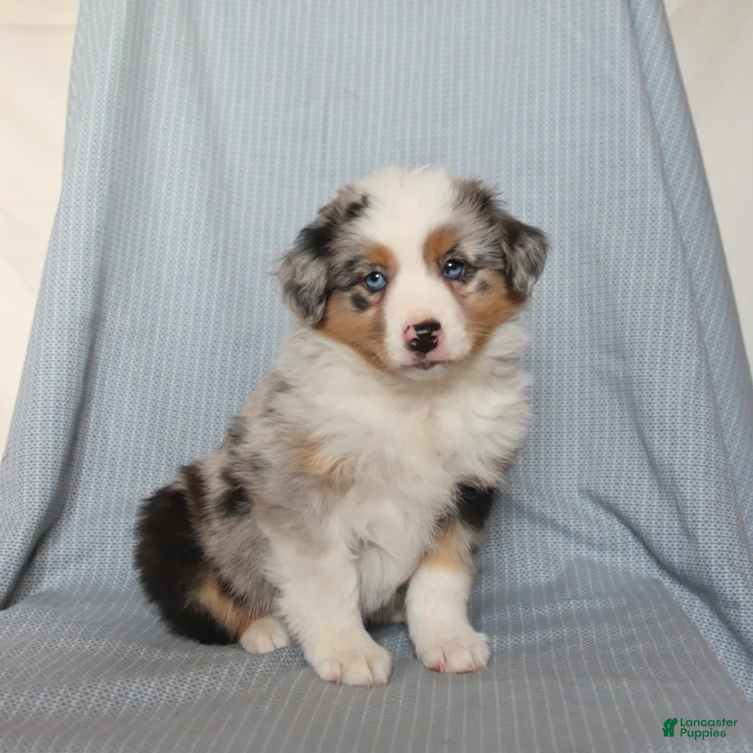 Miniature Australian Shepherd dogs for sale: Charm  - Ad 1