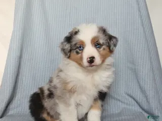 Miniature Australian Shepherd dogs for sale: Charm - Ad 3