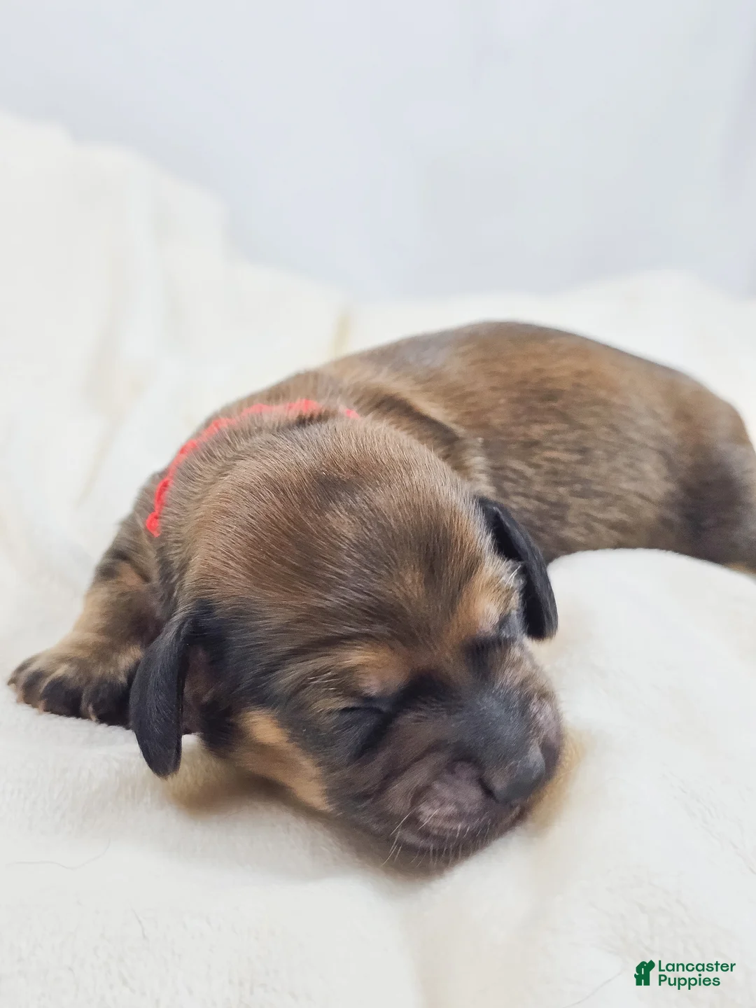 Miniature Dachshund dogs for sale: Patty - Ad 1