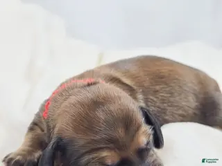 Miniature Dachshund dogs Patty - Ad 6