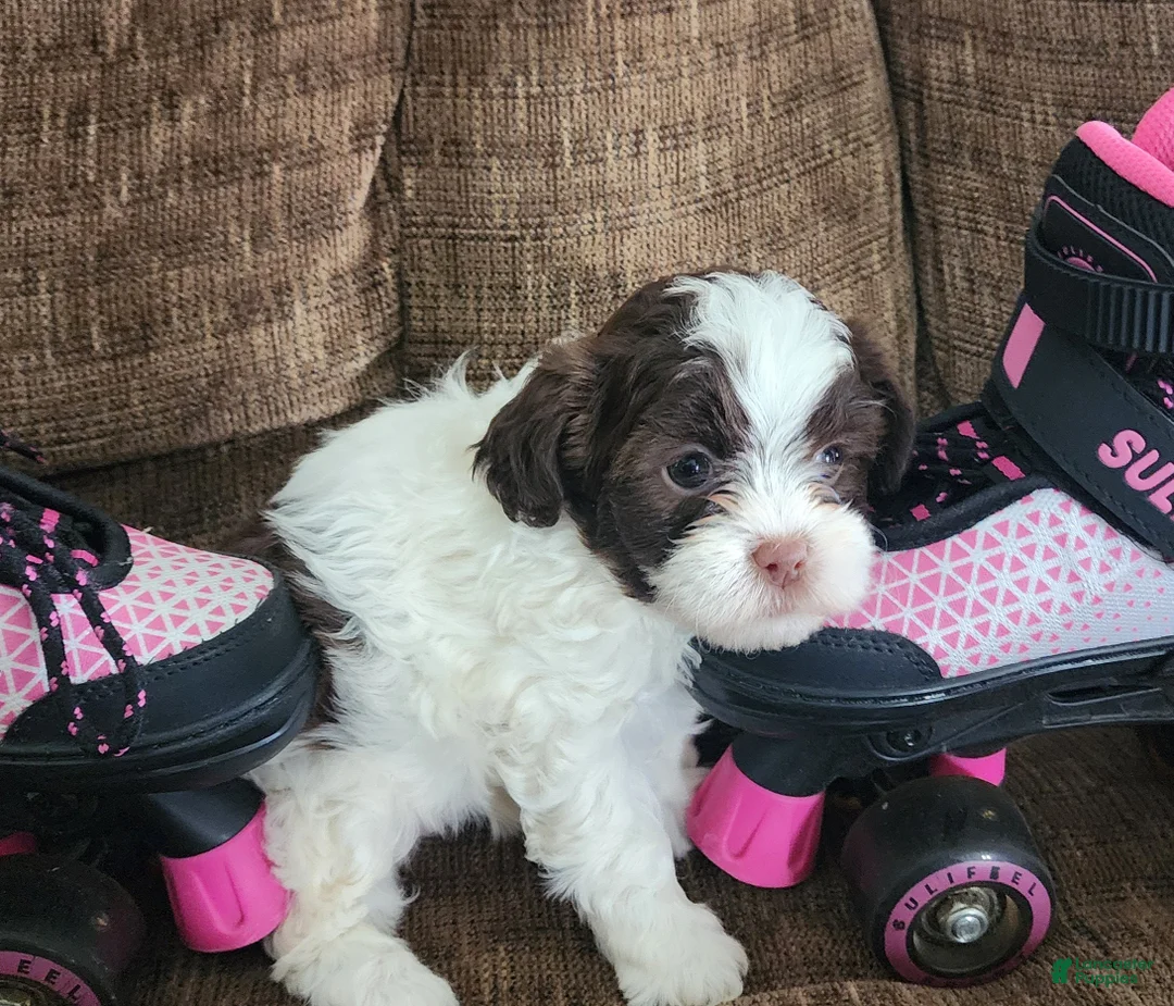 Shihpoo dogs for sale: HARMONY - Ad 7