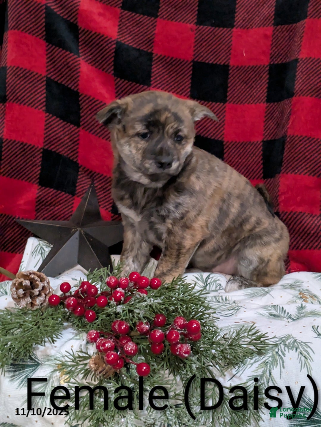 Mixed Breed dogs for sale: Daisy - Ad 1