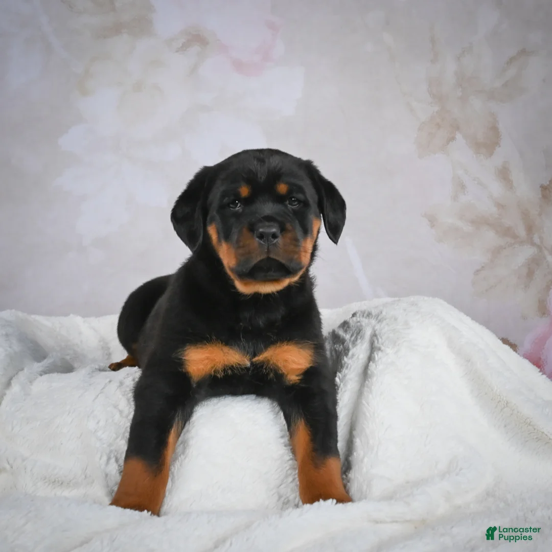 Rottweiler dogs for sale: Princess - Ad 3