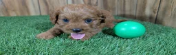 Cavapoo dogs for sale: Harlow Boy 1  - Ad 3