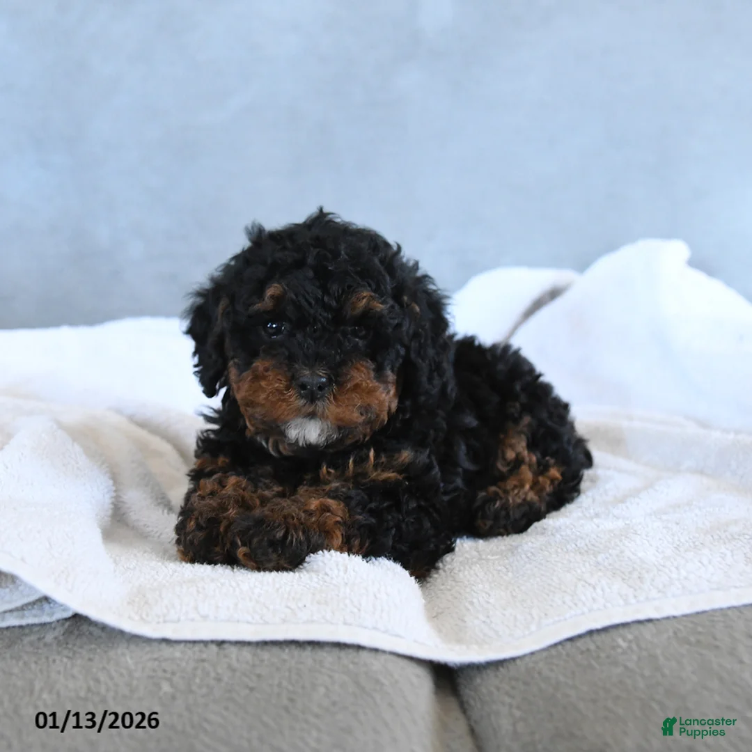 Toy Poodle dogs for sale: Coffee - Ad 3