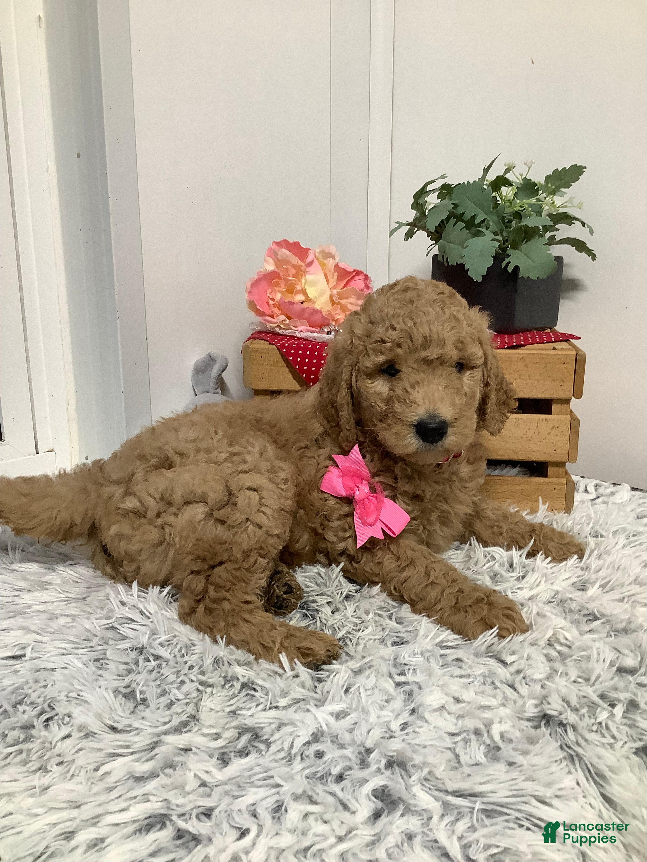 Goldendoodle dogs Goldendoodle Puppy 3 - Ad 2