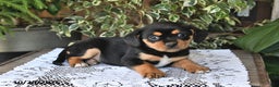 Mixed Breed dogs for sale: Roxie - Ad 3