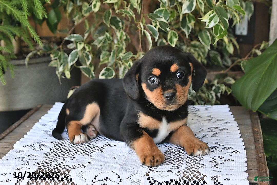 Mixed Breed dogs for sale: Roxie - Ad 3