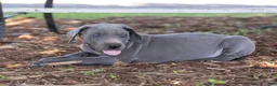 Great Dane dogs for sale: Asher - Ad 1