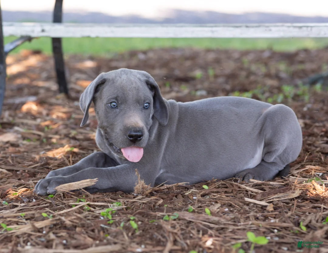 Great Dane dogs for sale: Asher - Ad 1