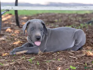 Great Dane dogs for sale: Asher - Ad 4