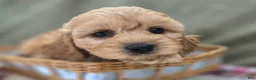 Cockapoo dogs for sale: Knotty - Ad 3