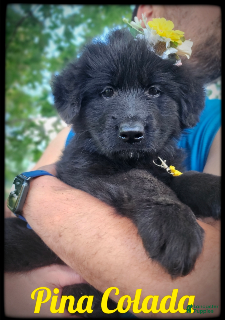 German Shepherd dogs Pina Colada - Ad 2