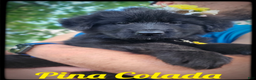 German Shepherd dogs for sale: Pina Colada - Ad 2