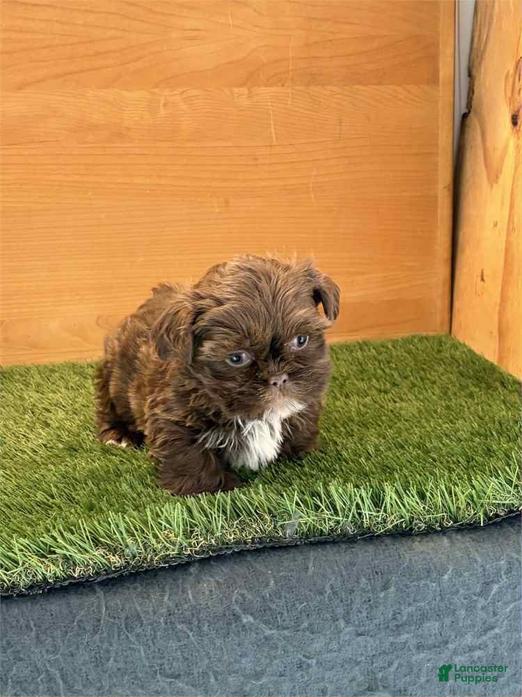 Shih Tzu dogs Mia - Ad 36