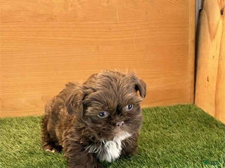Shih Tzu dogs Mia - Ad 34