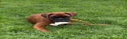 Boxer dogs for sale: Cherokee - Ad 2