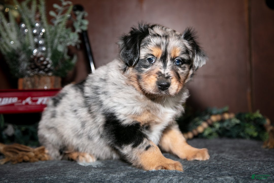 Miniature Australian Shepherd dogs for sale: Winnie - Ad 3